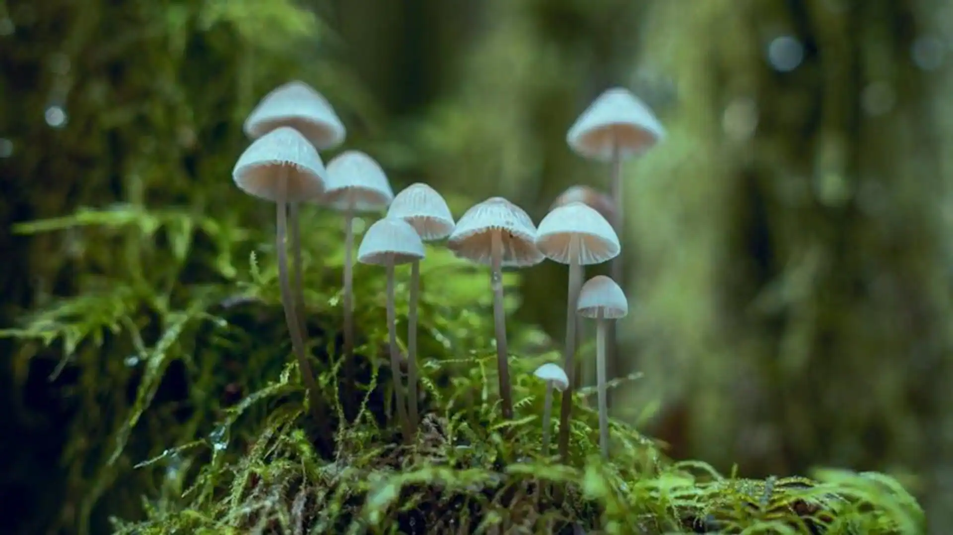 Mycoremediation